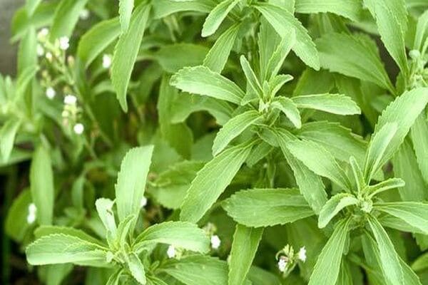 Hojas de Stevia